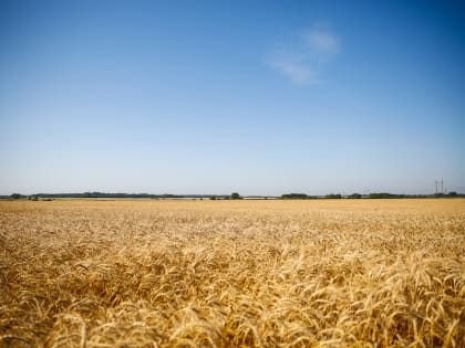 Власти: вирус мозаики пепино обнаружен в Калининградской области впервые