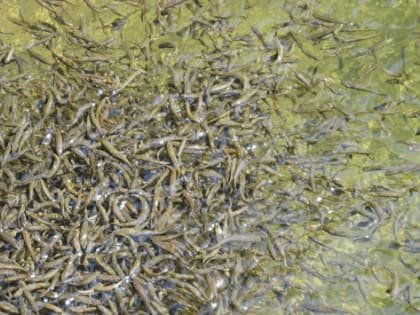 В Калининградской области хотят наладить производство корма для рыбы