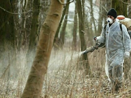 С понедельника в скверах и зелёных зонах Калининграда начнут травить крыс и клещей