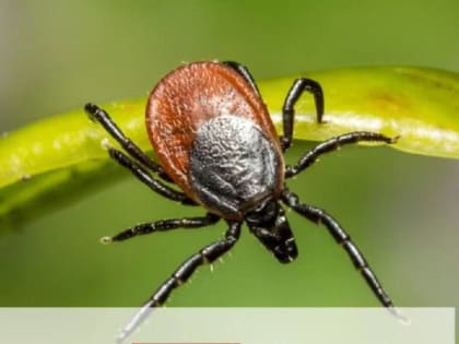 Клещи атакуют: в Калининграде зафиксировано 32 случая укусов детей