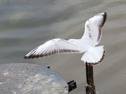 Вечерний @Калининград: борьба с птичьим гриппом, хостел в казарме и реставрация часов