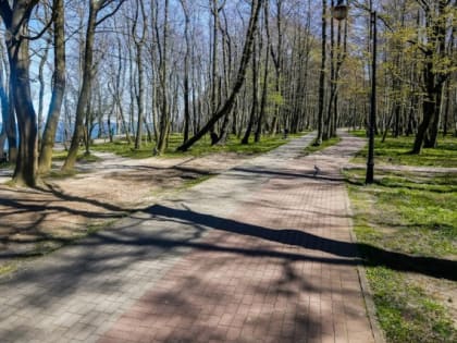 Роспотребнадзор: Все районы Калининградской области опасны по клещевому энцефалиту