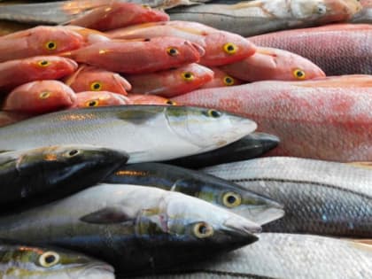 В Калининградской области построят новый комплекс по выращиванию товарной рыбы