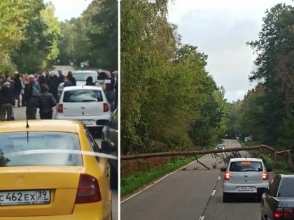 На Куршской косе водители убирали рухнувшее на дорогу дерево