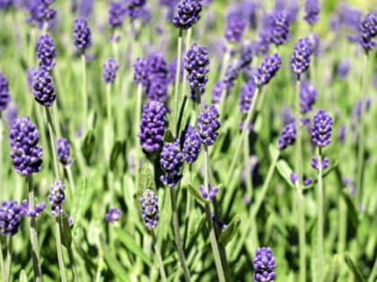 В Светлогорске новый сквер с розами и лавандой обустроят за 17 млн рублей