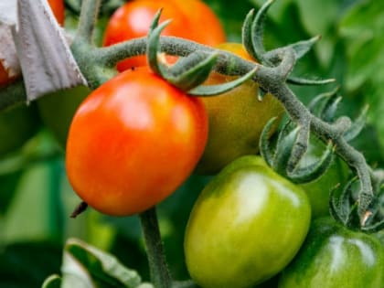 Власти Калининградской области объяснили высокие цены на помидоры