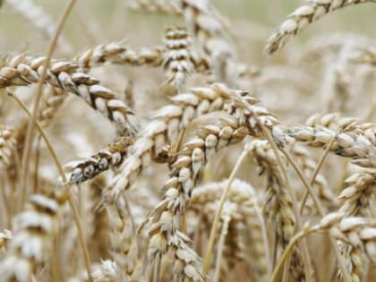 Калининградская область в 2022 году стала двигателем экспорта аграрной продукции