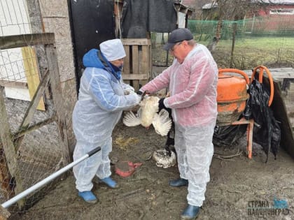 В Калининграде – птичий грипп