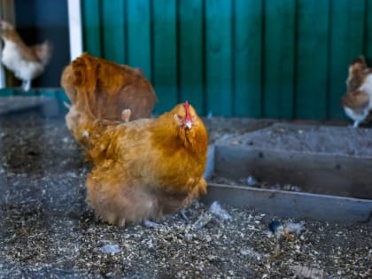 На западе Калининграда ввели карантин по птичьему гриппу
