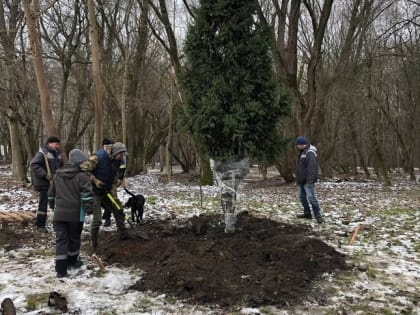 Деревья с Галицкого, где пройдёт новый мост через Преголю, пересадили в парк Макса Ашмана (фото)