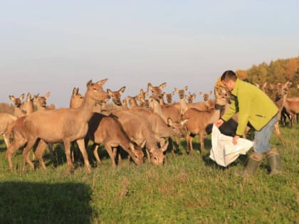 Пантовую лечебницу в Багратионовском округе откроют в августе