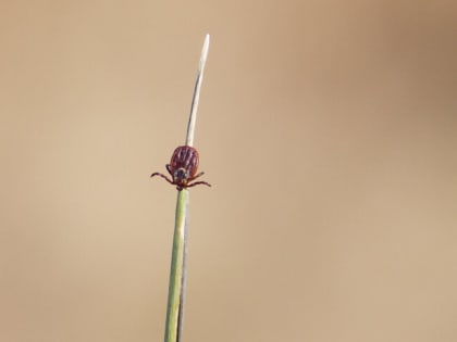 В Калининградской области за неделю клещи покусали 17 детей и 26 взрослых