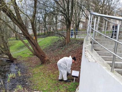В Калининграде начали обработку от  клещей и борьбу с крысами