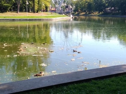 Стала известна причина гибели уток на Верхнем озере в Калининграде