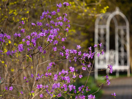 Калининградцам пообещали, что потепление до 18 градусов и выше будет уже с четверга