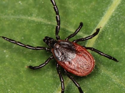 В области зарегистрирован один случай заболевания клещевым боррелиозом