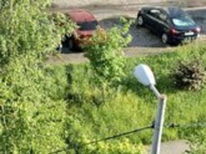 Дикие джунгли: калининградцы начали массово жаловаться на некошеную траву рядом с домами (фото, видео)