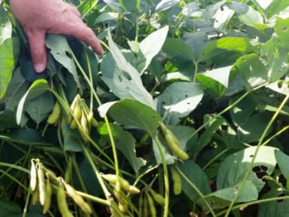 В Калининградской области растениеводы получили в виде поддержки 510 млн рублей