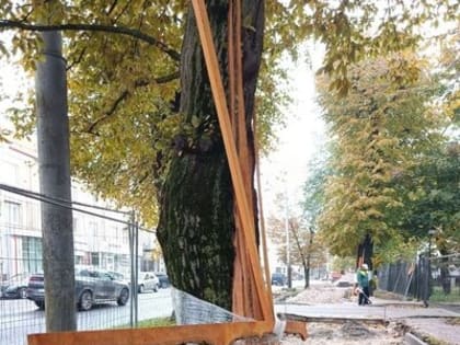 В Калининграде рабочие облепили деревья крестами из досок и пищевой плёнки, «защищая» их от дорожного ремонта (фото)
