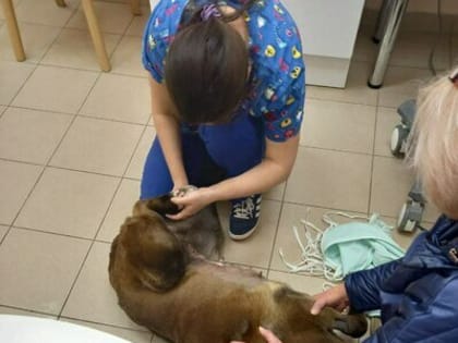 В Калининграде бездомной дворняжке удалили опухоль размером с дыню