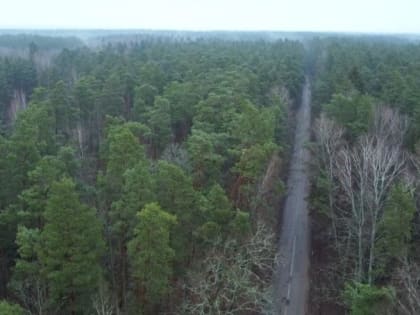 В школу, рискуя жизнью. Жители посёлка Гастеллово жалуются на опасную дорогу