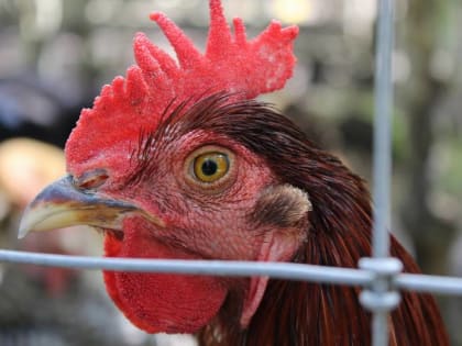 Жителю Калининграда не хотели давать денег за убитую птицу