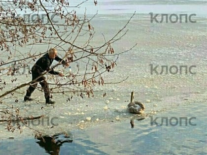 Спасали горячей водой из бутылки: В Южном парке примёрз лебедь (фото)