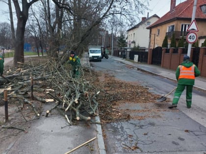 Штормовой ветер повалил более 30 деревьев в Калининграде: повреждены восемь автомобилей (фото)