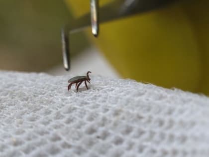 За прошлую неделю зарегистрировано два случая заболевания клещевым боррелиозом