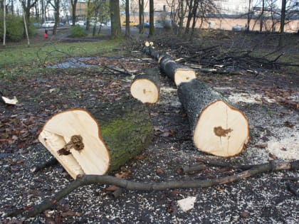 На ул. Левитана под школу вырубают 240 деревьев