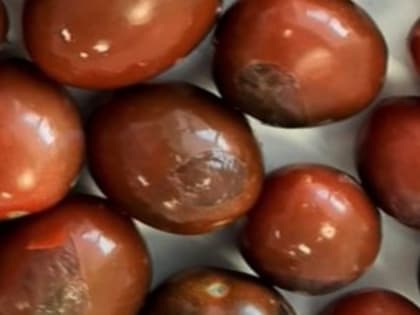 Специалистами Калининградской испытательной лаборатории ФГБУ «ВНИИЗЖ» выявлено 4 случая заражения плодов томатов вирусом коричневой морщинистости