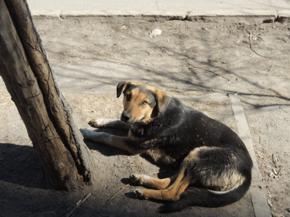 С администрации Калининграда прокурор требует 50 тысяч рублей за укус ребёнка бродячей собакой