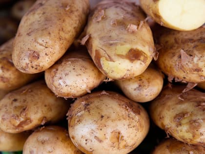 В Калининградской области начинают высаживать картофель супер-супер элитной категории