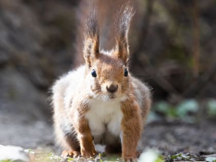 Врач перечислил смертельные заболевания, которые можно подхватить при встрече с белкой