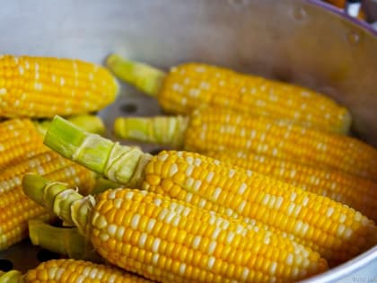 Сельскохозяйственное чудо: Калининградская область экспортирует кукурузу в Сербию