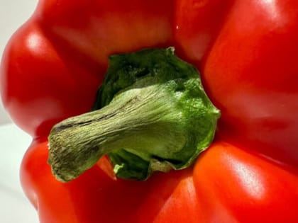 В Калининградскую область не пустили турецкий перец, зараженный опасным вредителем