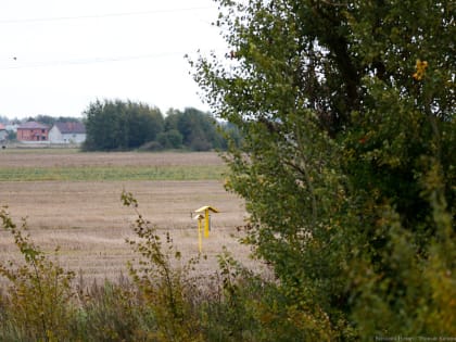 «Авито»: земельные участки в Калининградской области подорожали за год на 23%