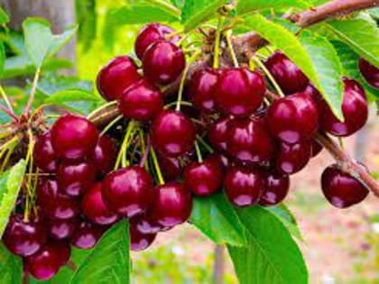 Калининградская испытательная лаборатория ФГБУ «ВНИИЗЖ» Бурая монилиозная гниль выявлена в партии черешни