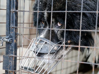 Эксперименты над животными: общественники пожаловались на ветврачей ЦБЖ