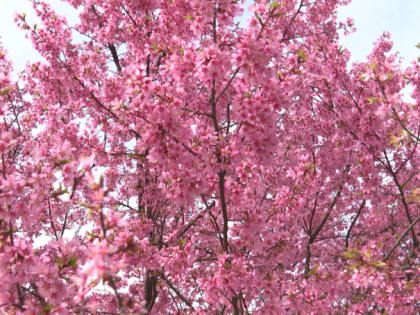 Погода продолжает радовать калининградцев теплыми деньками