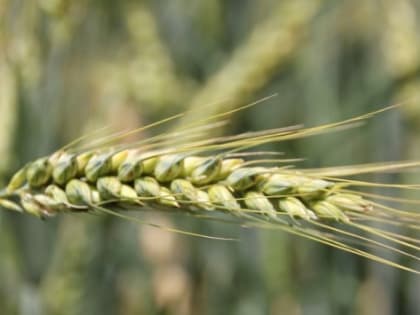 Калининградская область на 64% нарастила экспорт зерна