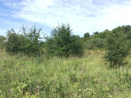 В курортном Зеленоградске не вся земля используется по назначению