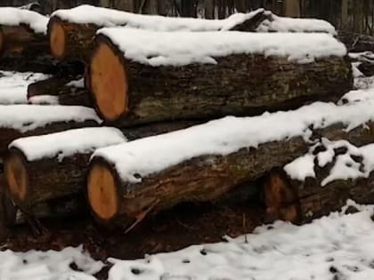 В Черняховске после незаконной вырубки деревьев возбуждено уголовное дело