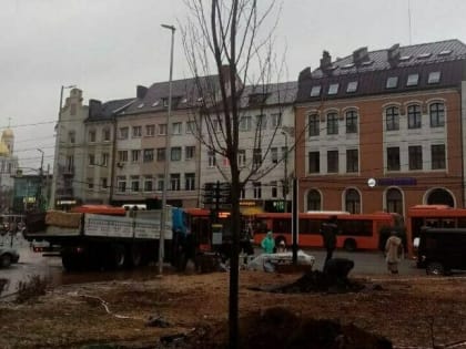 В центре Калининграда начали высаживать клёны