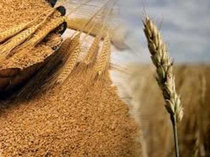 Специалистами Калининградской испытательной лаборатории ФГБУ «ВНИИЗЖ» в зерне выявлен хлормекватхлорид