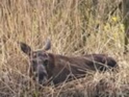 Переправа, переправа: калининградец запечатлел, как лоси переплывают канал в Полесском районе (фото)