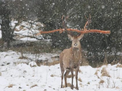 Сразу убегает: полесские лесничие пытаются помочь оленю с большой веткой на рогах (фото)