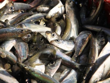 Алиханов предложил создать рыбный хаб в Калининградской области