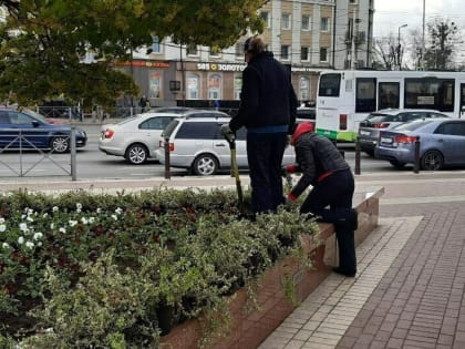 Многолетние розы и шалфей: клумбы на площади Победы начали украшать молодыми растениями (фото)