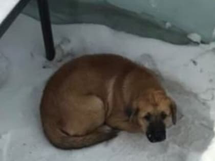 Последователи Чарли: в калининградских автобусах заметили ещё двух заблудившихся собак-пассажиров